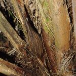 Sclerosperma mannii Rinde