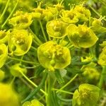 Euphorbia cyparissias Kvet