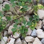 Medicago praecox Leaf