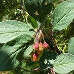 Cotoneaster integerrimus Likasa