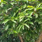Mangifera indica Blatt