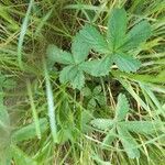 Potentilla thuringiaca Leaf