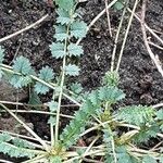 Sanguisorba verrucosa Lapas