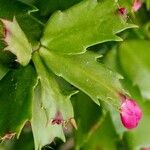 Schlumbergera truncataЛіст