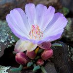 Lewisia rediviva Lorea