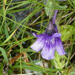 Pinguicula grandiflora Кветка