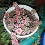 Sedum spuriumList