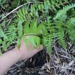 Dryopteris filix-mas Blad