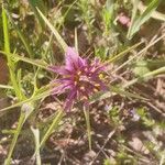 Tragopogon angustifolius 花