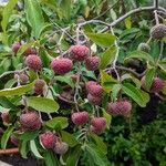 Cornus capitata Fruit