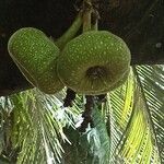 Ficus auriculata Fruit