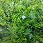 Gypsophila muralis Flower