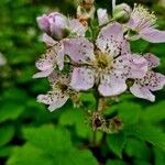 Rubus scaber Flors