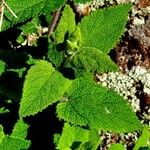 Teucrium scorodoniaFrunză