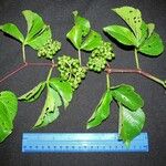 Cissus microcarpa Autre