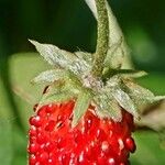 Fragaria vesca Altro