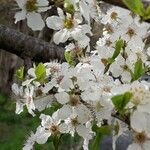 Prunus spinosa 花