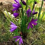 Olsynium douglasii Fiore