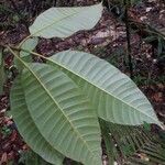 Macoubea guianensis Leaf