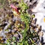 Scrophularia lucida Flower