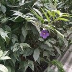 Thunbergia erectaFlower