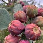 Opuntia robusta Fruit