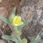 Helianthemum ledifolium 花