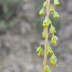 Reseda stricta Flower