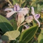 Calotropis gigantea Flor