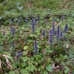 Ajuga reptans عادت داشتن