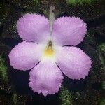 Episcia lilacina Kvet