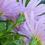 Symphyotrichum dumosum Flower