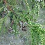 Cryptomeria japonica Kéreg