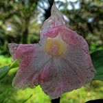 Costus afer Λουλούδι