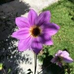 Dahlia merckii Flower