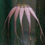 Bulbophyllum longiflorum Květ