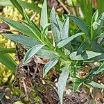 Dianthus rupicola Leaf