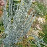 Artemisia ludoviciana برگ