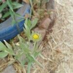 Gaillardia aristataFlower