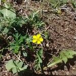 Potentilla argenteaBloem