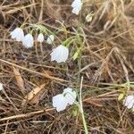 Acis autumnalis Flower