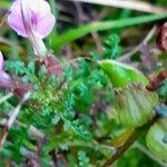 Pedicularis palustris ഫലം