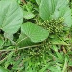Vitis tiliifolia List