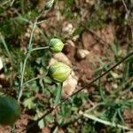 Linum leonii Fruit