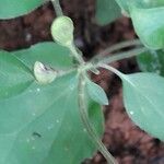 Scutellaria purpurascens Leaf