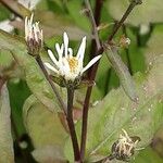 Eurybia divaricata Flower