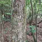 Crataegus viridis 樹皮