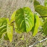 Decalobanthus peltatus Leaf