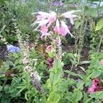 Salvia coccinea പുഷ്പം