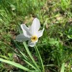 Narcissus × medioluteus Blomma